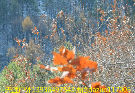 activity-img