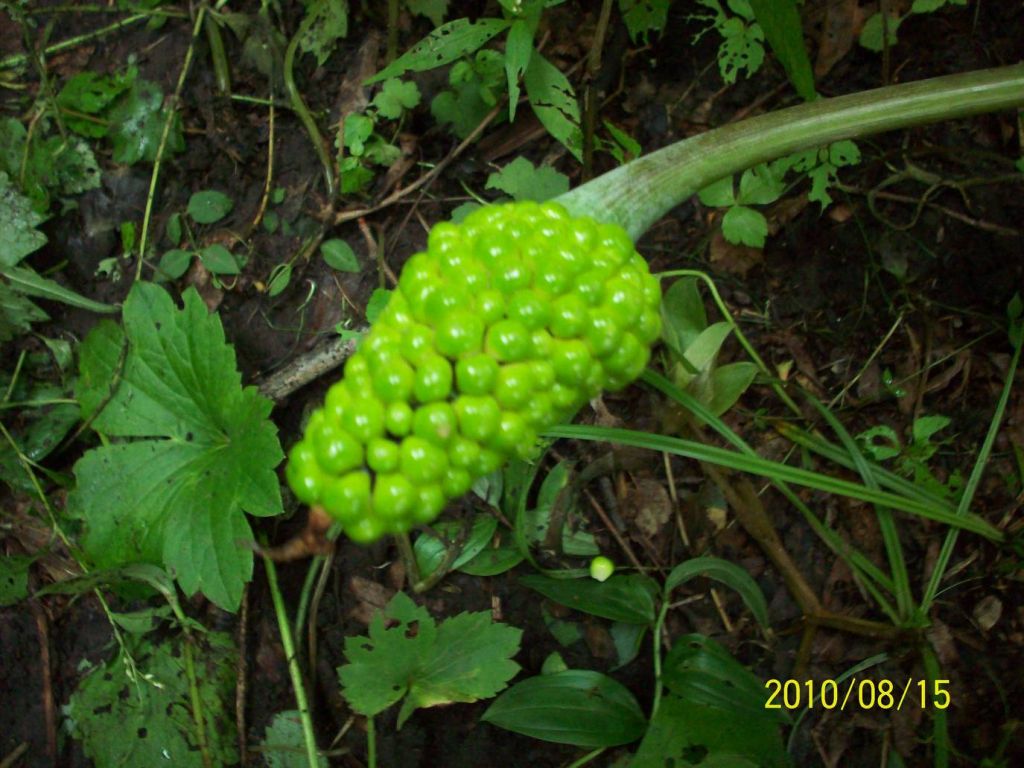 100_5902.JPG