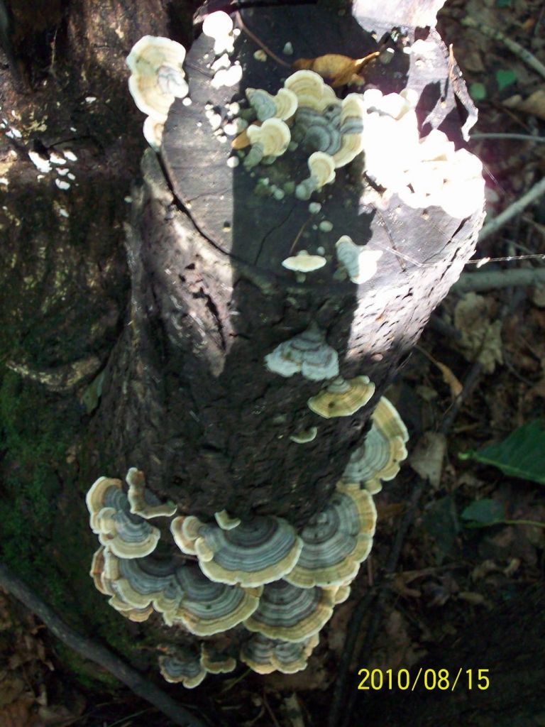 100_5992.JPG