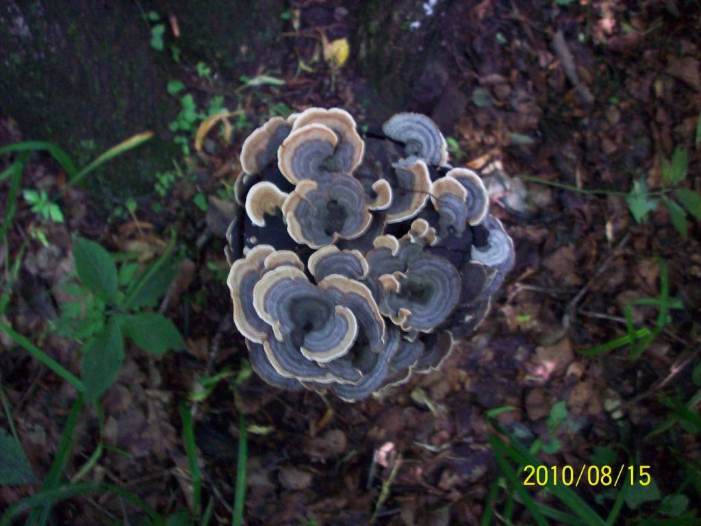 100_5993.JPG