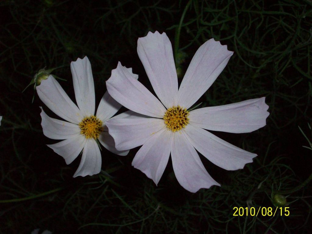 100_6117.JPG