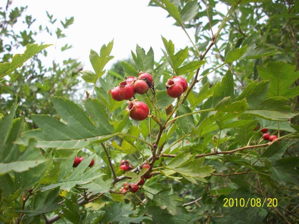 100_6189.JPG