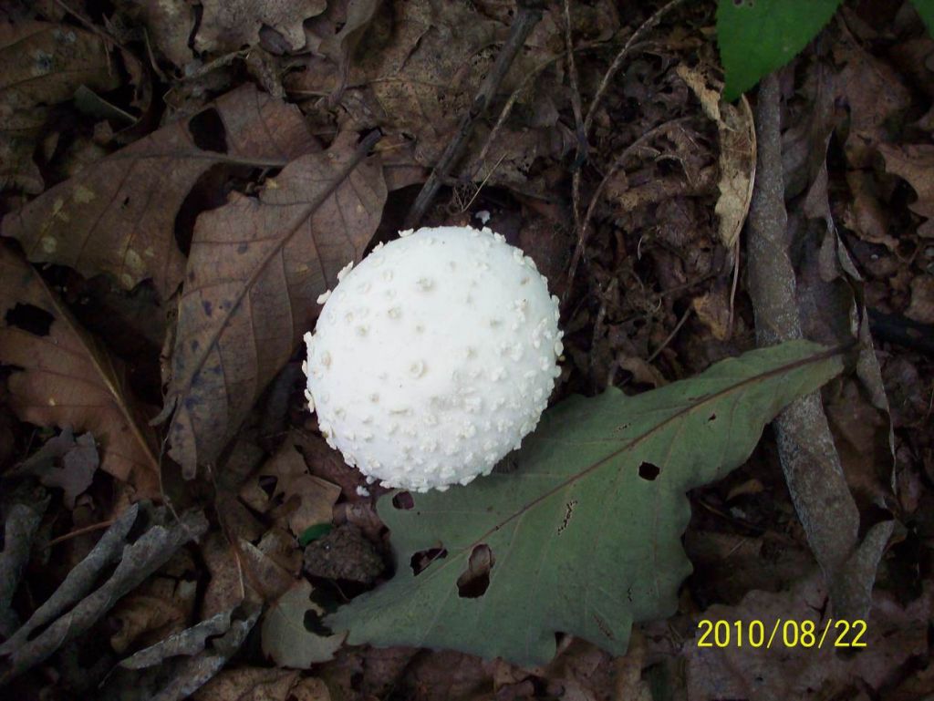 100_6446.JPG