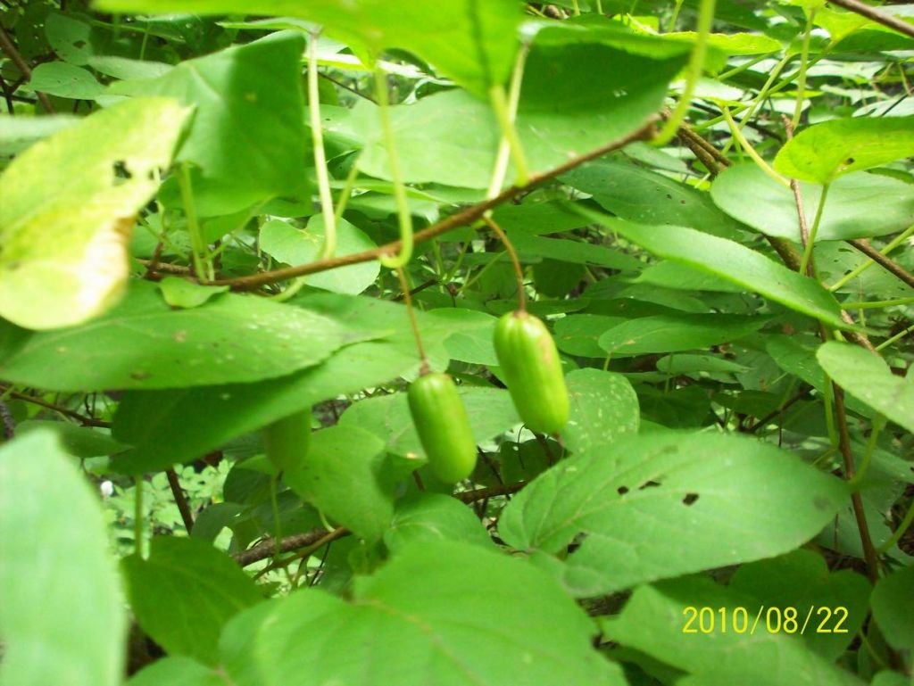 100_6427.JPG