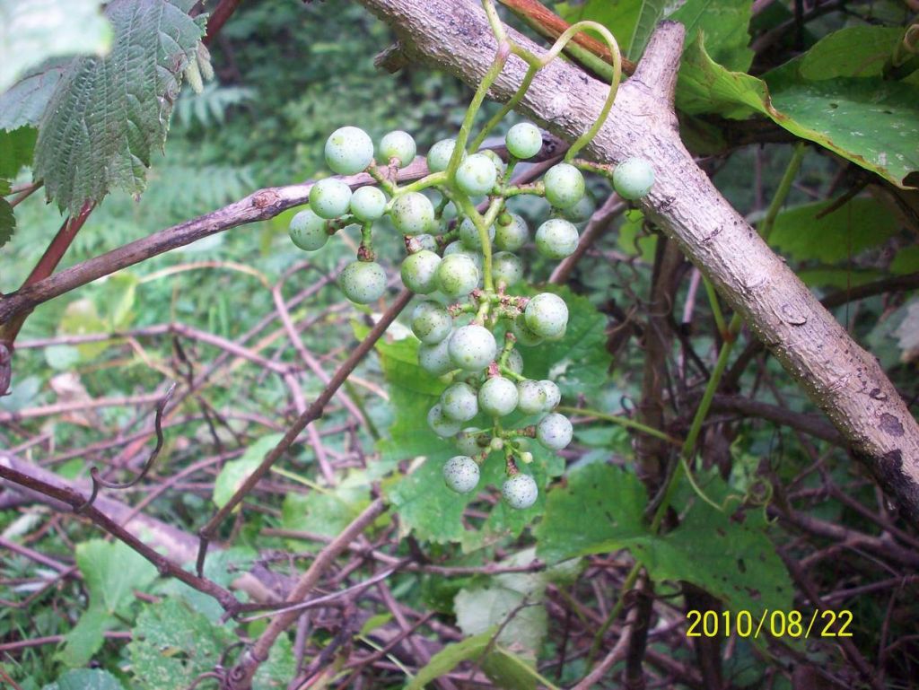 100_6492.JPG