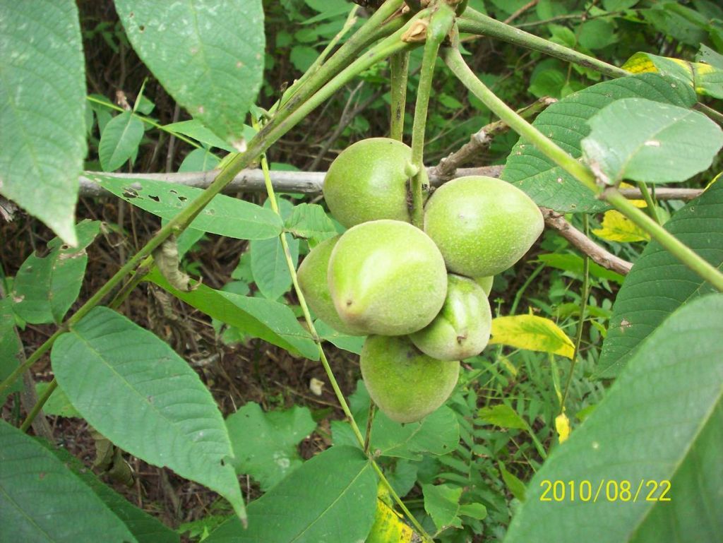 100_6592.JPG