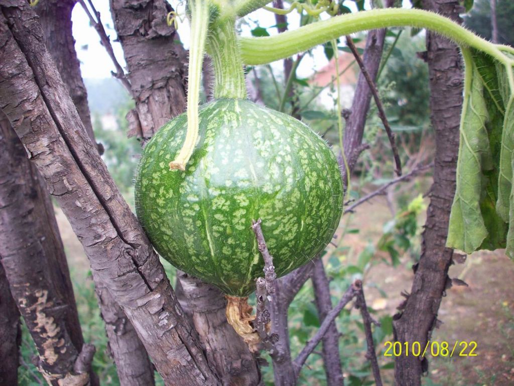100_6631.JPG