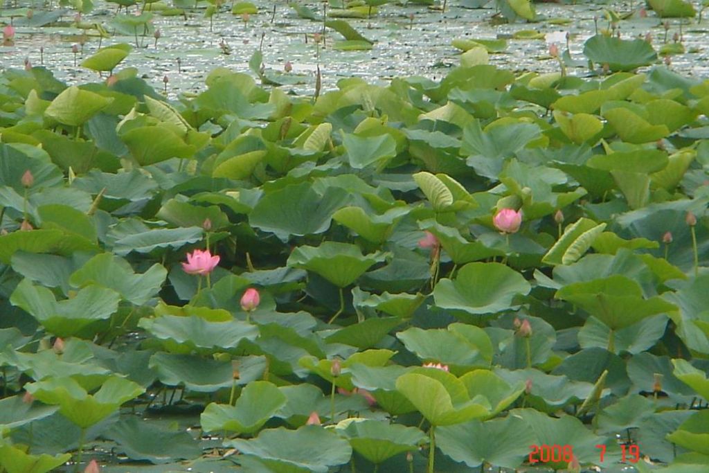 ������С DSC00270.JPG