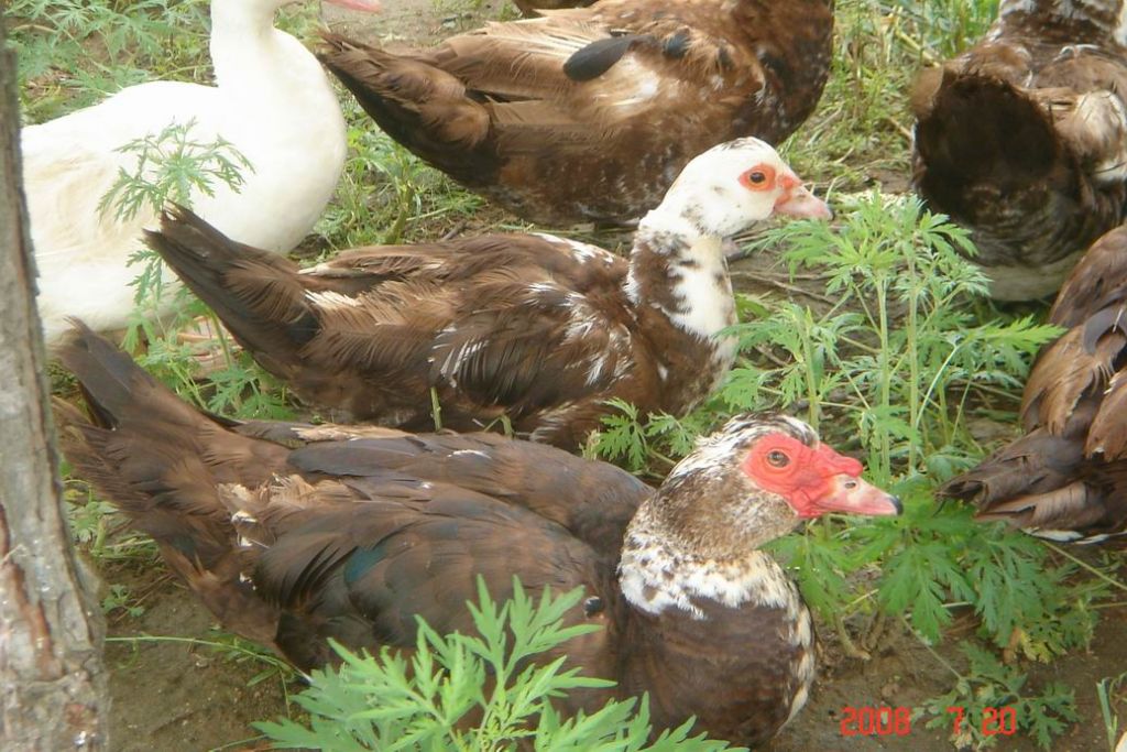 ������С DSC00424.JPG