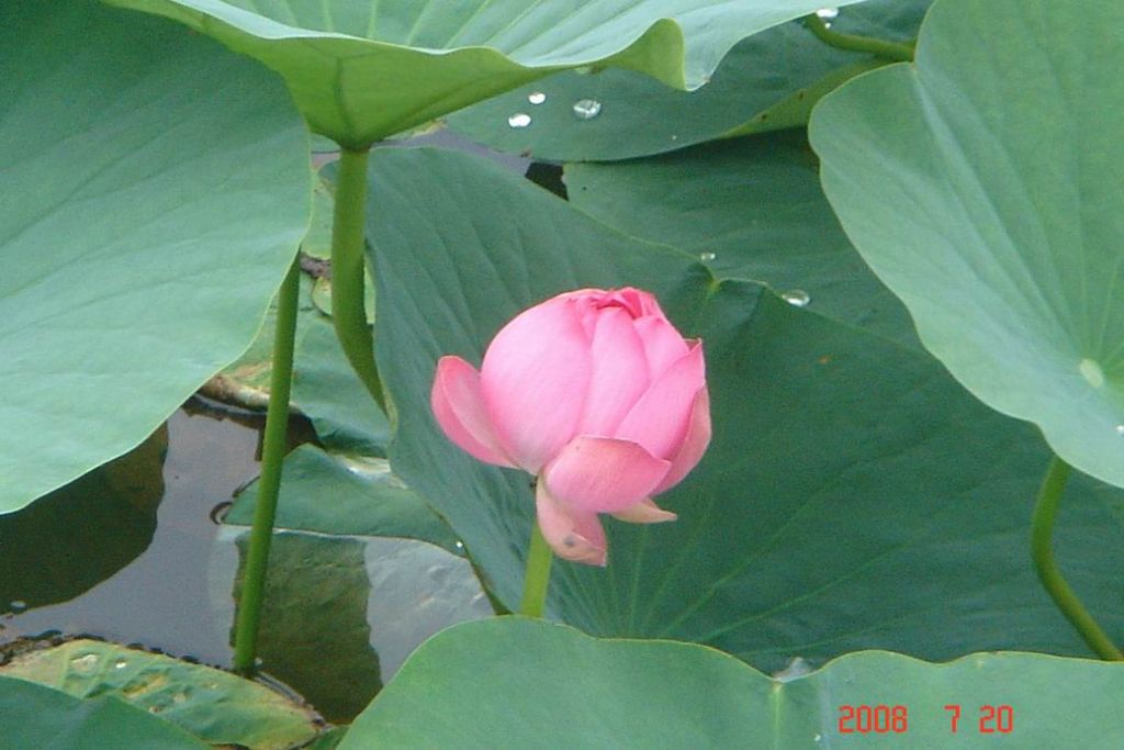 ������С DSC00447.JPG