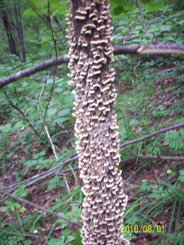 100_5785.JPG