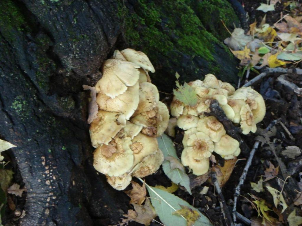 DSC09434.JPG