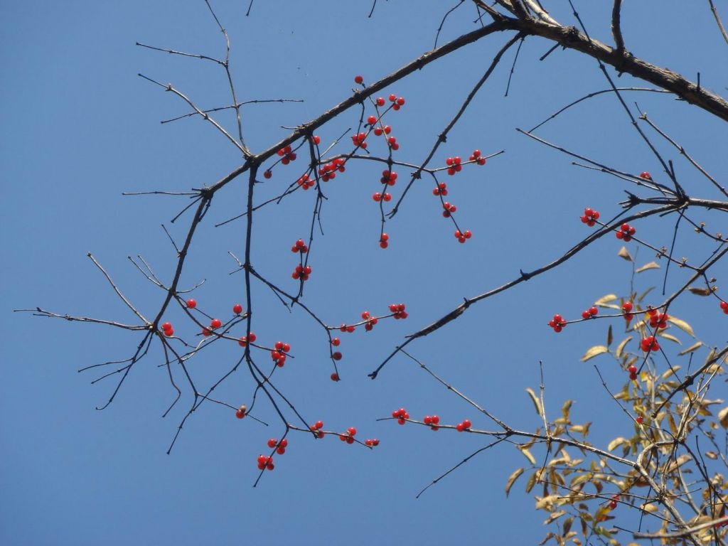 DSC09678.JPG