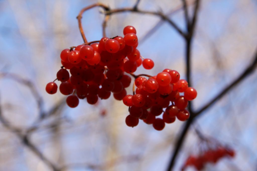 IMG_8087_conew1.jpg