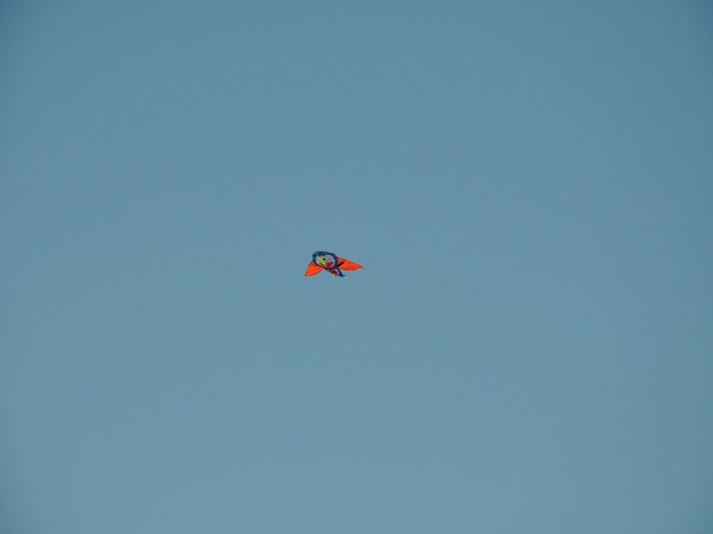 DSC_0028_conew1.jpg