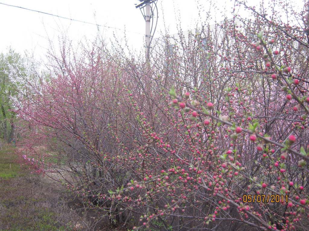 IMG_3594.jpg