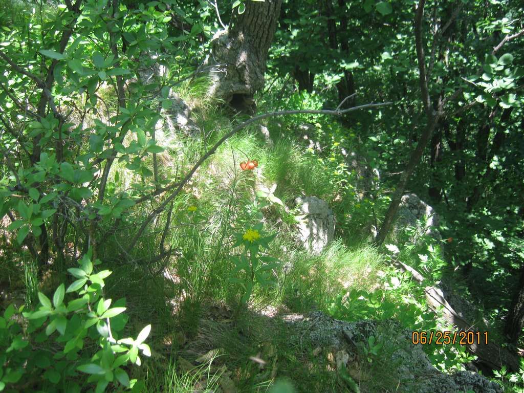 IMG_6246.jpg