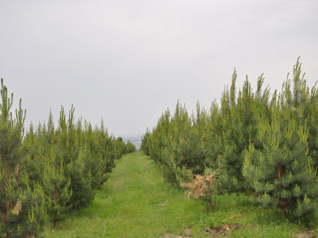 DSC_0090_conew1.jpg