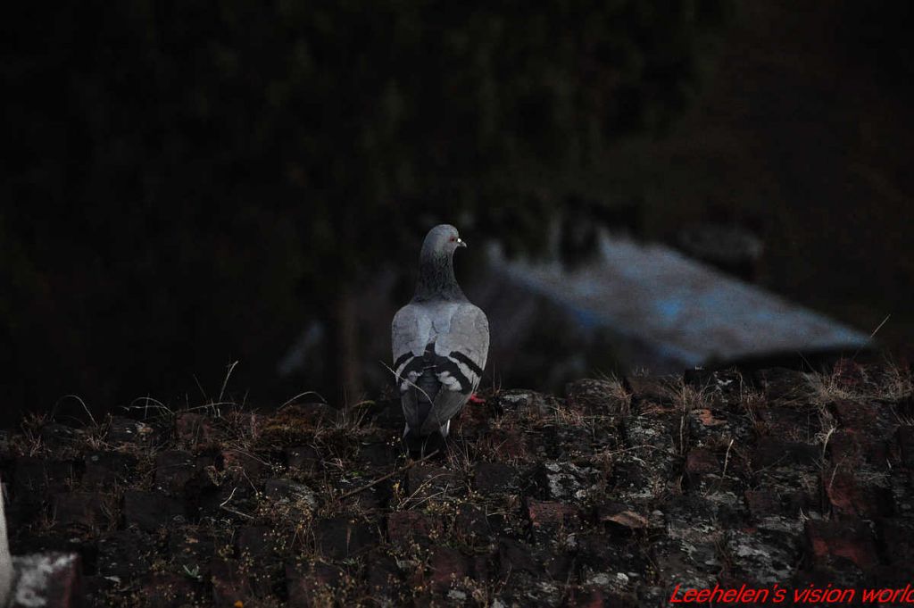 DSC_0575.jpg