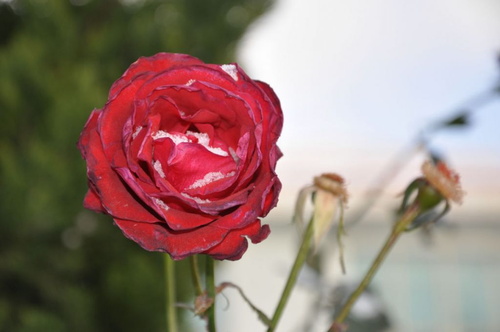 DSC_0021.jpg