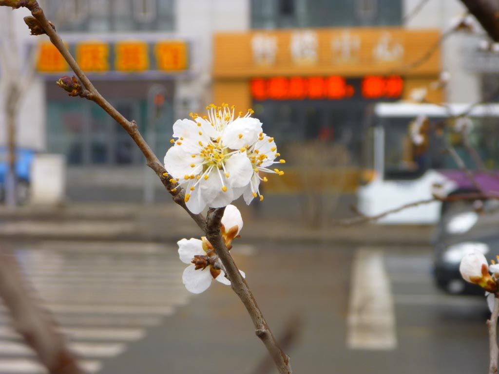 P1040750.JPG