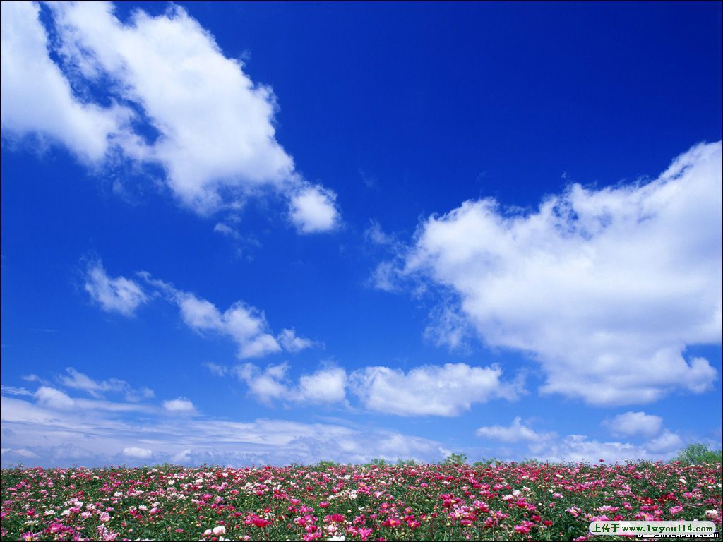 �ຣ��·�ϵ�Ұ��.jpg