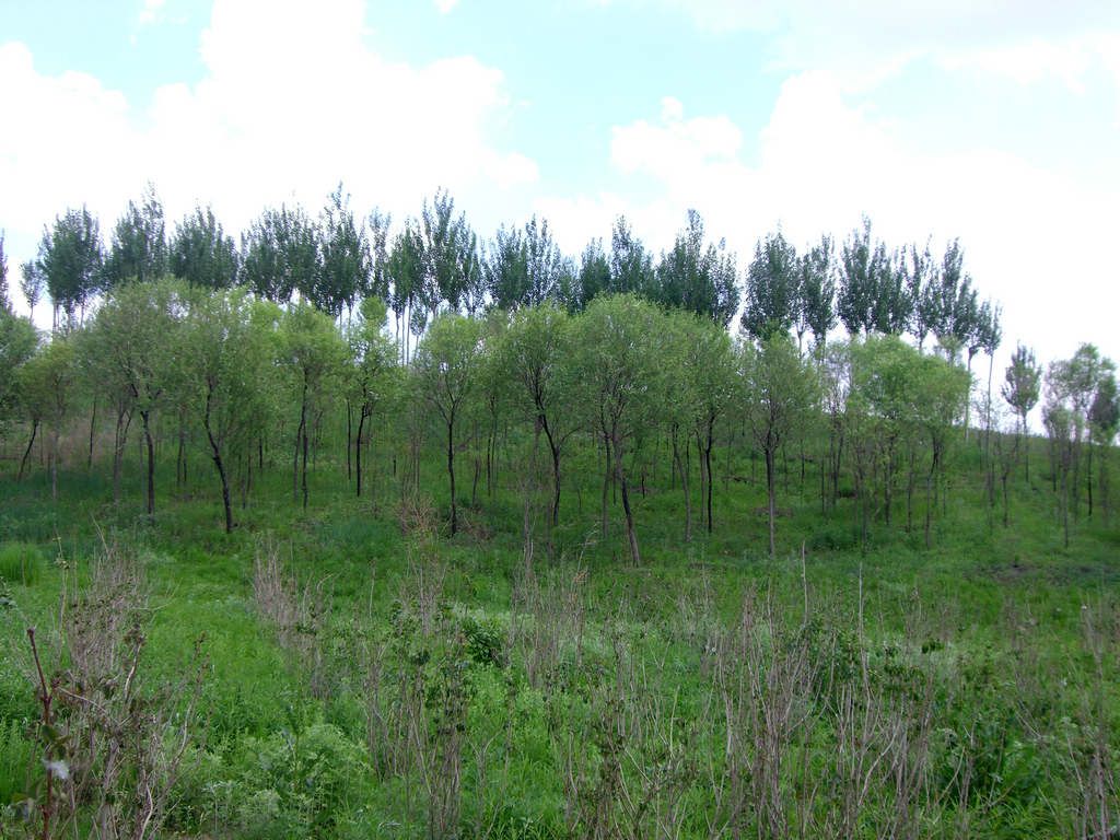 CIMG7924.jpg