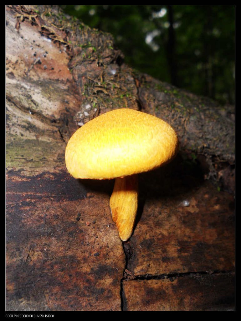 nEO_IMG_ƽ��ɽ 077.jpg