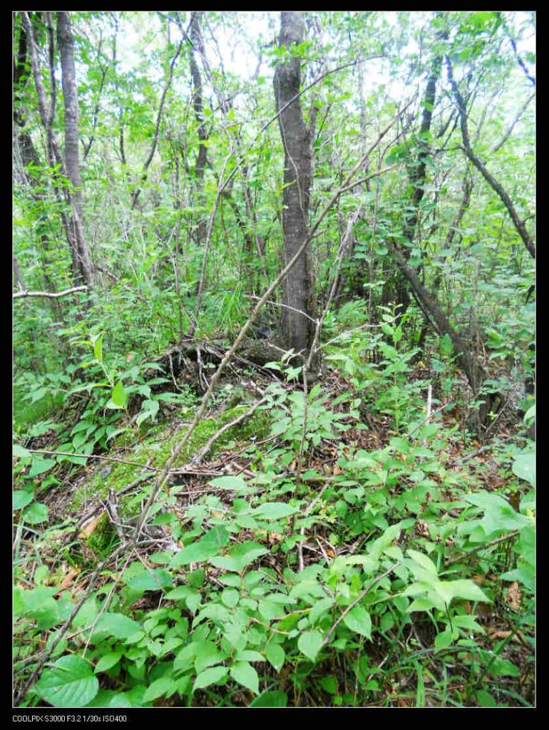 nEO_IMG_ƽ��ɽ 098.jpg