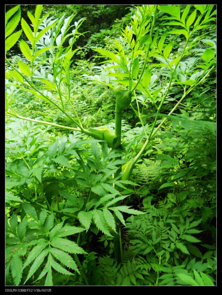 nEO_IMG_ƽ��ɽ 134.jpg