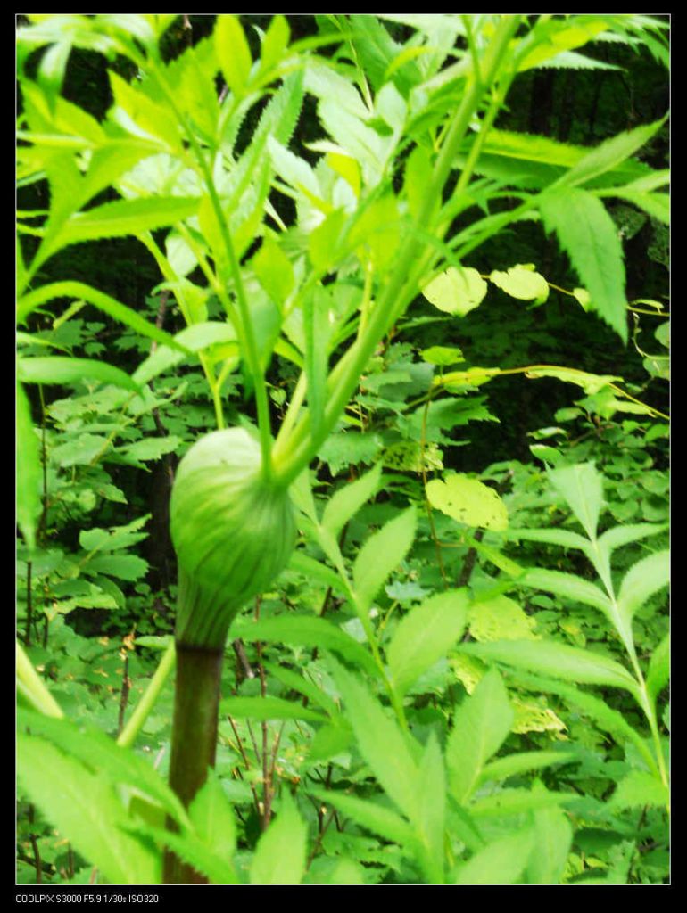 nEO_IMG_ƽ��ɽ 135.jpg