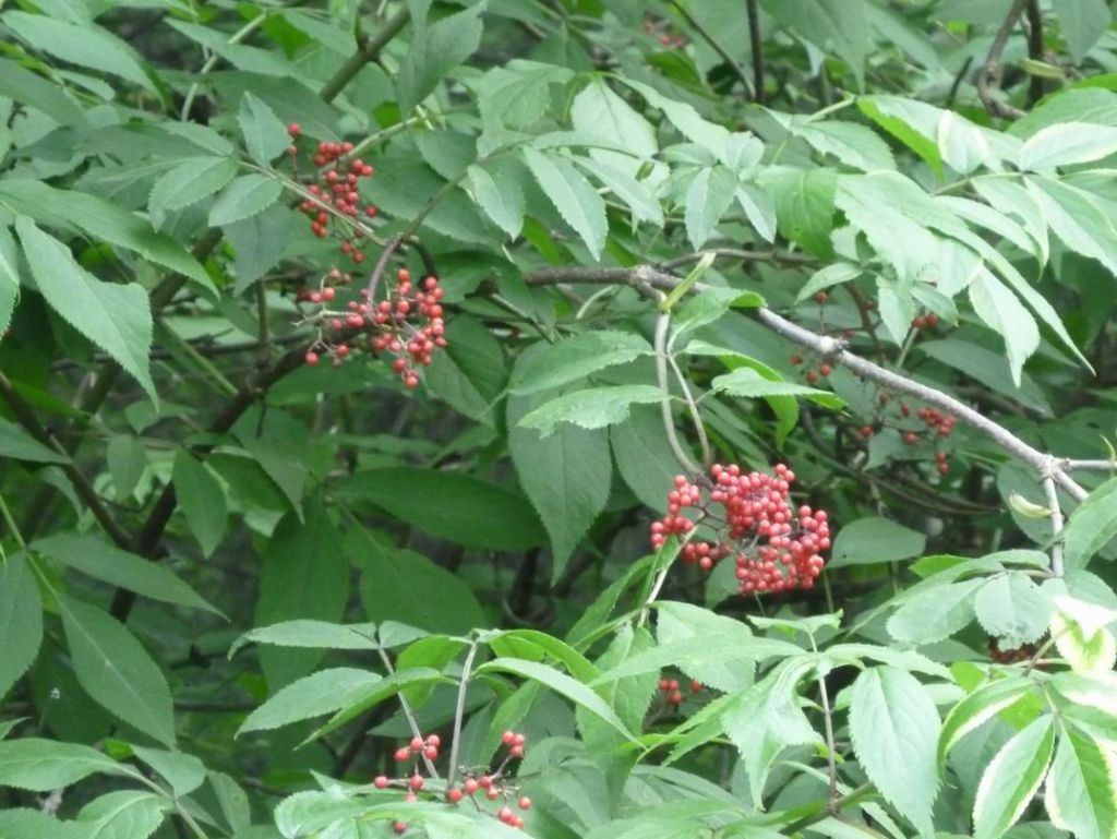 ������С P1070317.JPG