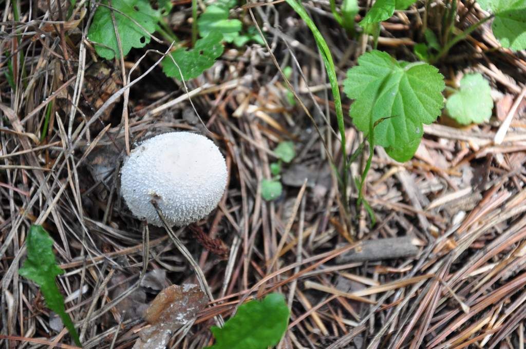 DSC_1063.jpg