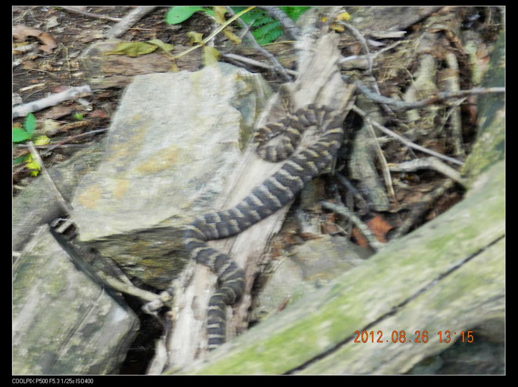 DSCN8037.jpg