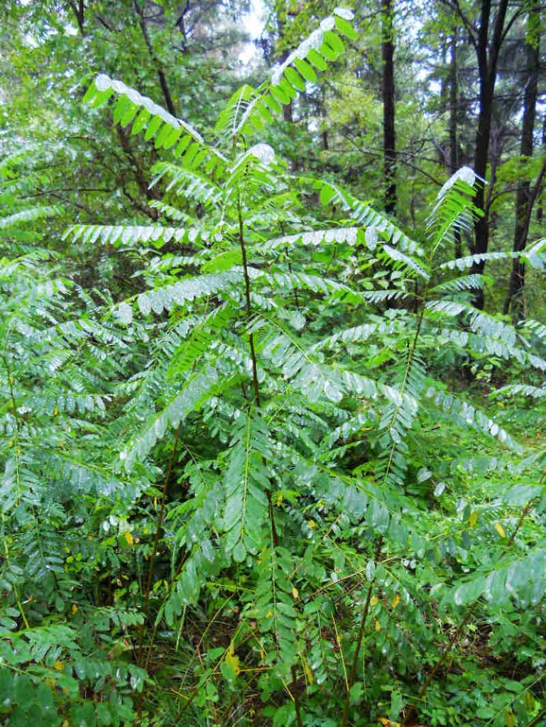 904һ��ë 067.jpg