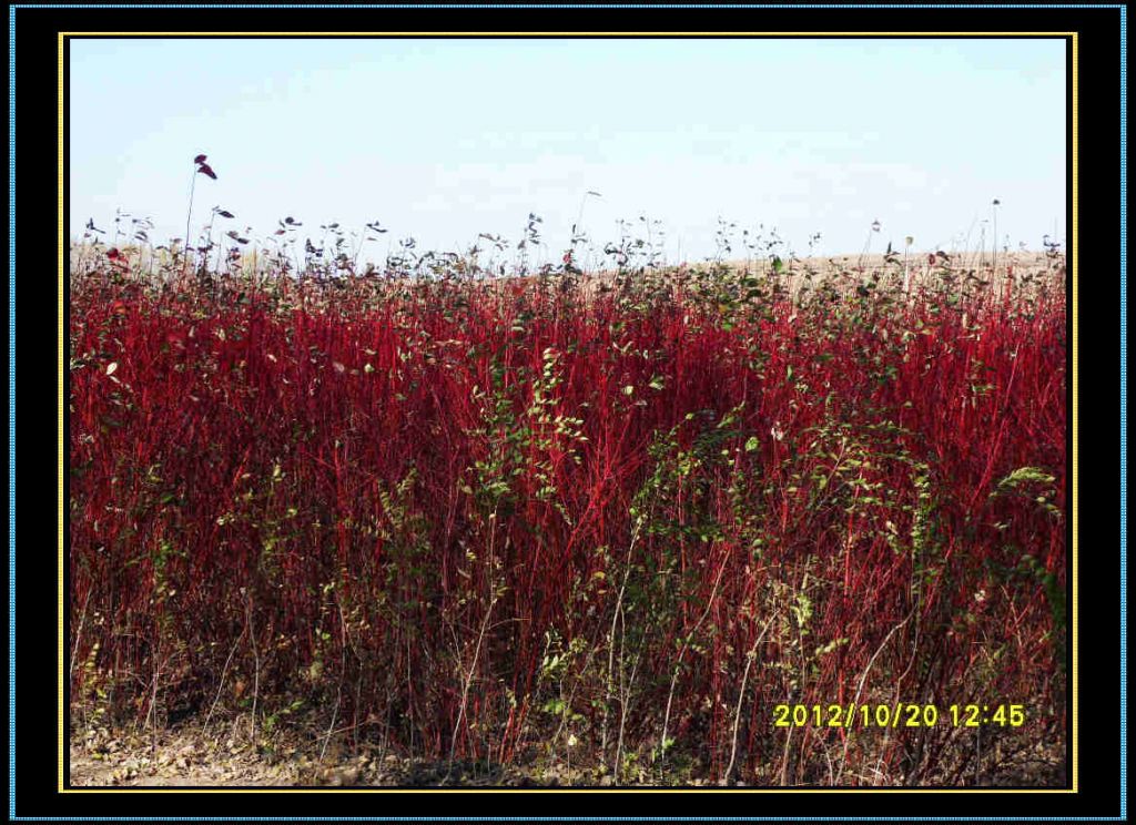 SDC13272.jpg