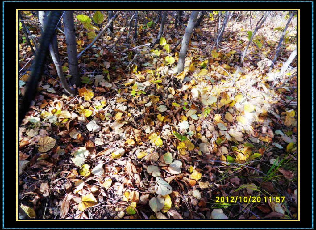 SDC13227.jpg