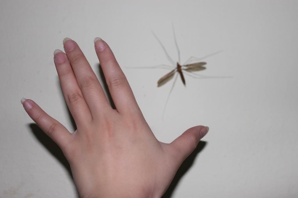 ������С IMG_0663.JPG