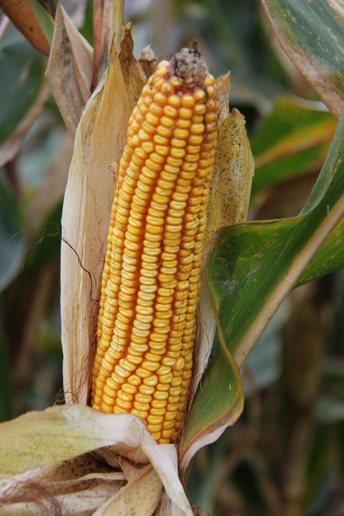 2012.10.5������Ҷ 128.jpg