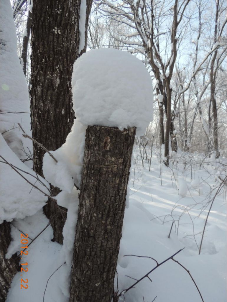 DSCN8555.JPG