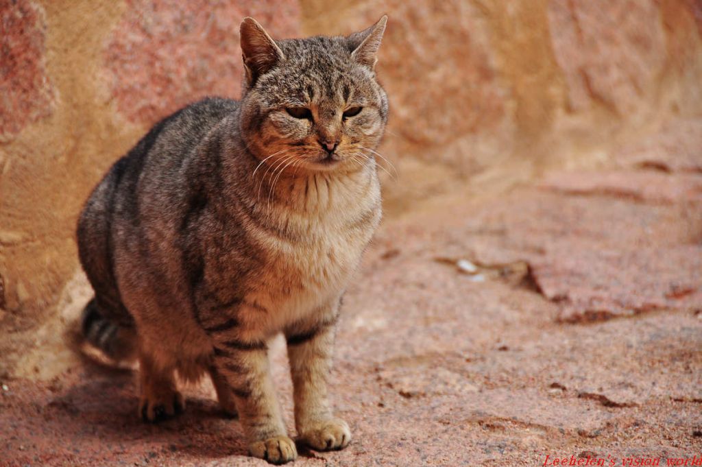 DSC_0853.jpg