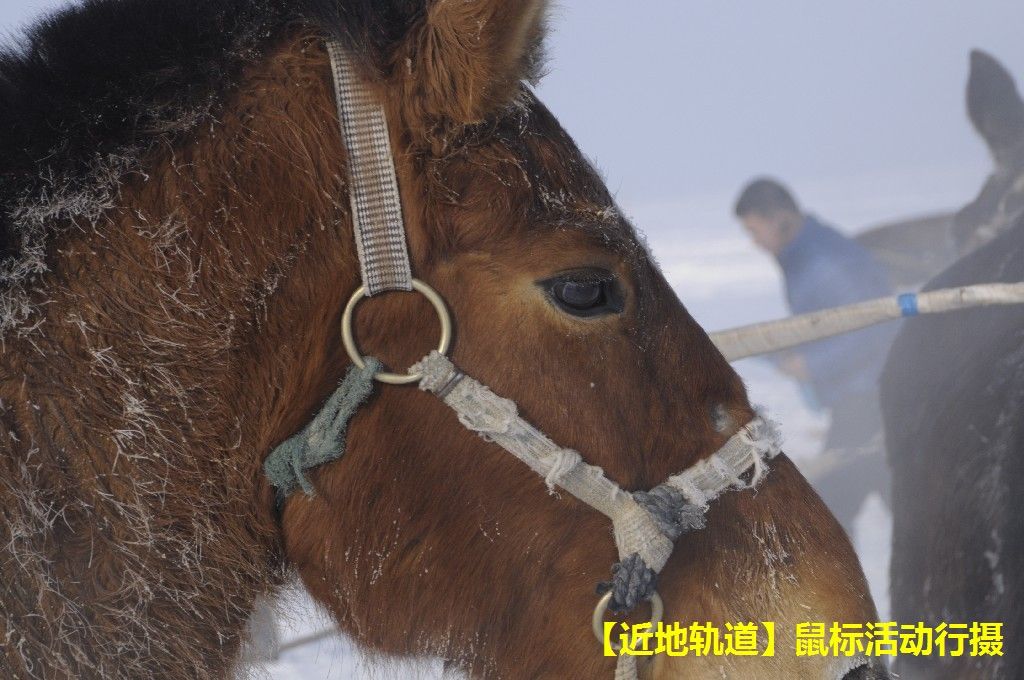BigBull_BigBull__DSC0537.JPG