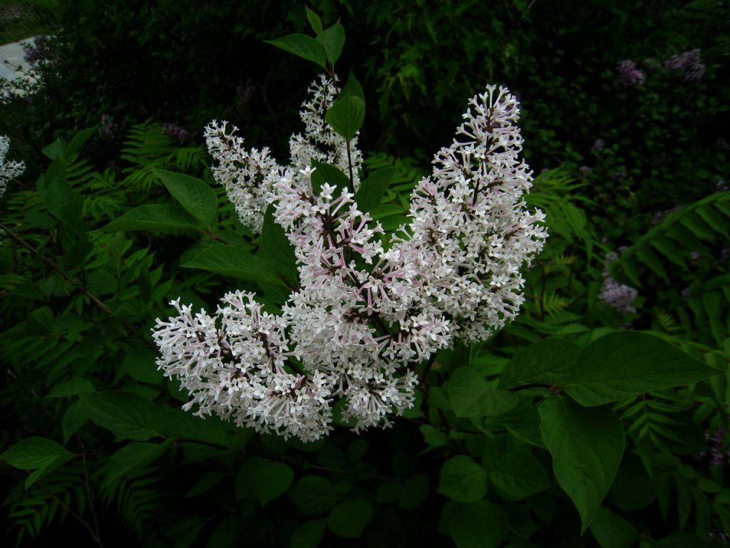 IMG_5656.JPG