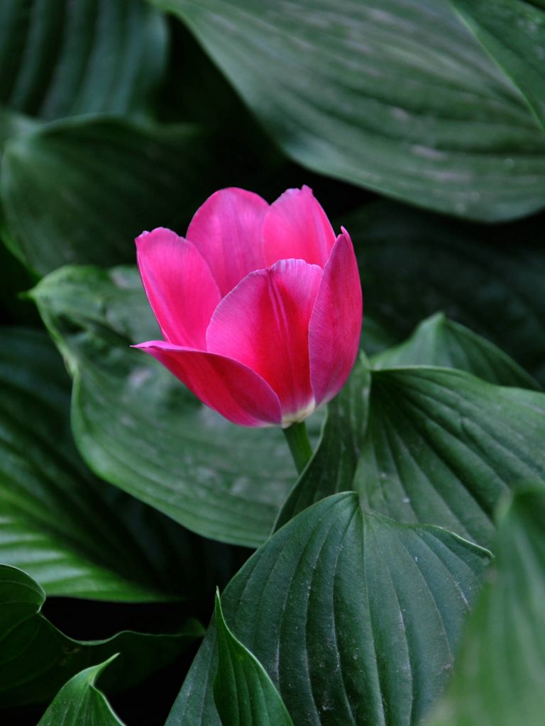 DSC_0050.JPG