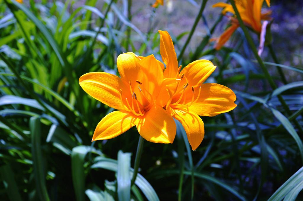 DSC_0082.JPG