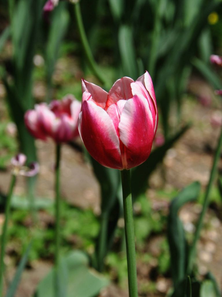 DSC_0116.JPG