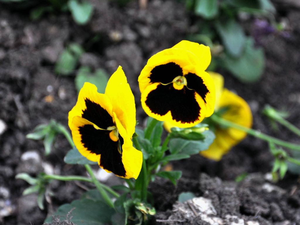 DSC_0150.JPG