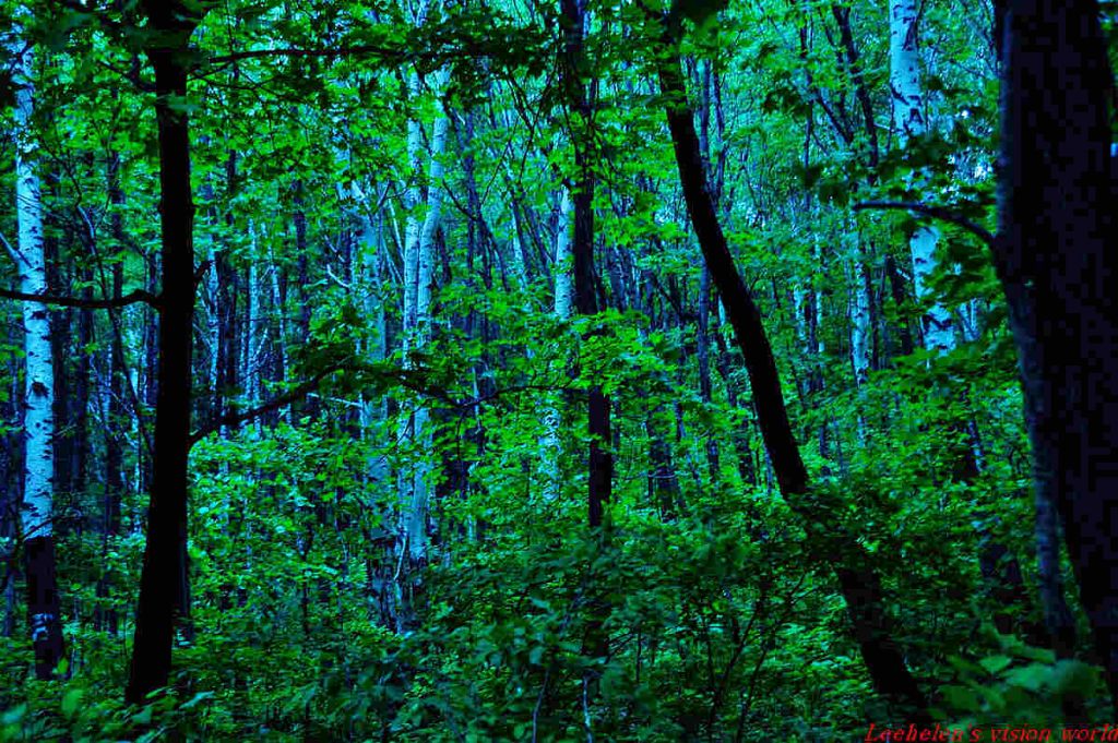 DSC_0368.jpg