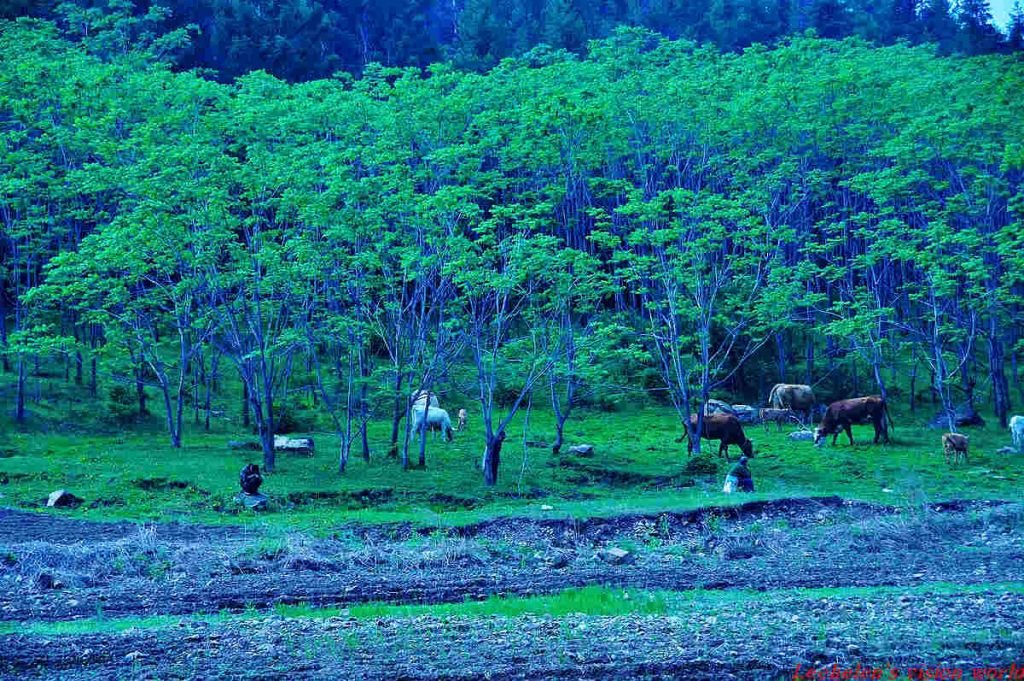DSC_0406.jpg
