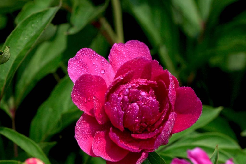 DPP_0014.jpg